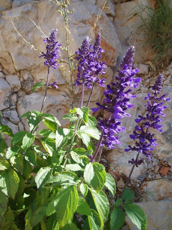 Gospodar Apartments Šibenik Eksteriør bilde